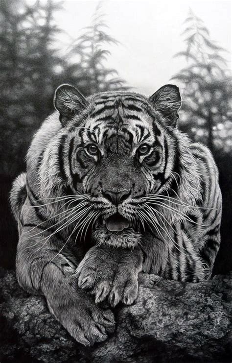 animals pencil drawing images|Pencil Drawings of Animals .